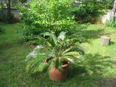 Ferienwohnung in Pula (Istarska) oder Ferienwohnung oder Ferienhaus