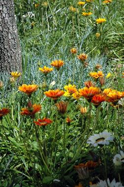 Ferienhaus in Figueir� dos Vinhos (Pinhal Interior Norte) oder Ferienwohnung oder Ferienhaus