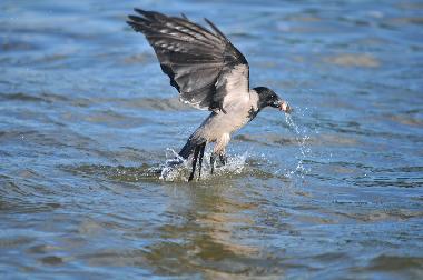 Kr�he... was die da wohl macht?