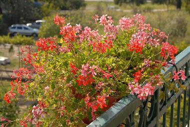 Ferienhaus in Igrane  (Splitsko-Dalmatinska) oder Ferienwohnung oder Ferienhaus