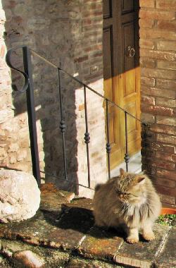 Schmusekatze kommt auch manchmal zu Besuch