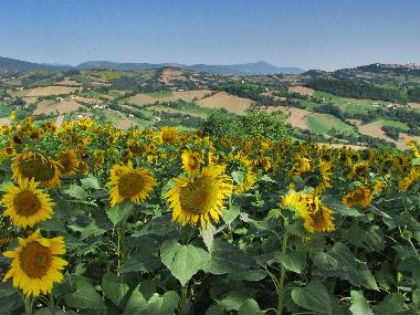 Sonnenblumen begrssen Sie!!!!!!
