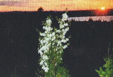 Ferienhaus in Balaton-Alm�di (Veszprem) oder Ferienwohnung oder Ferienhaus