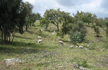 Gr�ne W�lder und Wiesen im Winter und Fr�hling