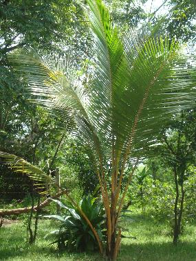 Ferienhaus in Embilipitiya (Ratnapura) oder Ferienwohnung oder Ferienhaus