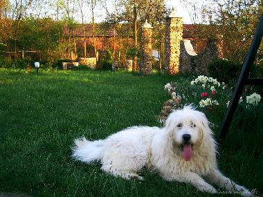 Hotel in HARAU (Hunedoara) oder Ferienwohnung oder Ferienhaus