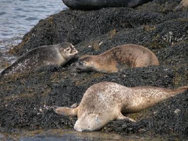 Seal tour included for family