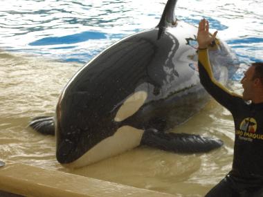 Ferienwohnung in costadelsilencio (Teneriffa) oder Ferienwohnung oder Ferienhaus