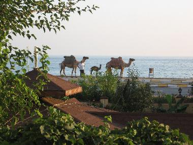 Ferienwohnung in Tosmur (Antalya) oder Ferienwohnung oder Ferienhaus