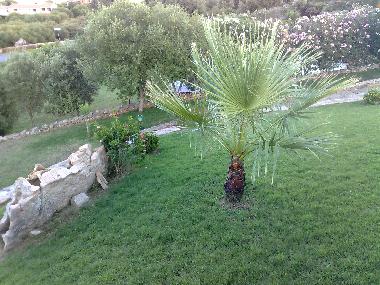 Ferienhaus in porto ottiolu (Olbia-Tempio) oder Ferienwohnung oder Ferienhaus