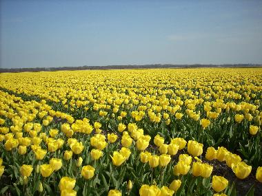 Blumenzwiebelfelder
