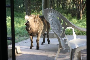 Ferienhaus in Marloth park (Mpumalanga) oder Ferienwohnung oder Ferienhaus