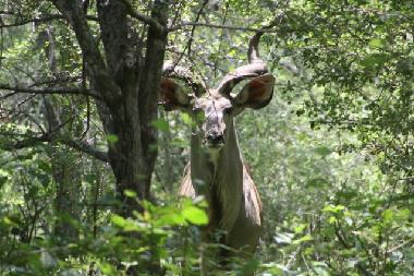 Ferienhaus in Marloth park (Mpumalanga) oder Ferienwohnung oder Ferienhaus
