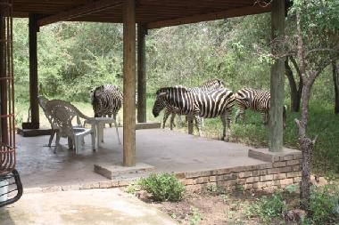 Ferienhaus in Marloth park (Mpumalanga) oder Ferienwohnung oder Ferienhaus