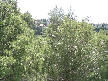 Ferienwohnung in Haifa (Hefa (Haifa)) oder Ferienwohnung oder Ferienhaus