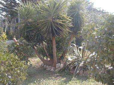 Ferienhaus in HYERES (Var) oder Ferienwohnung oder Ferienhaus