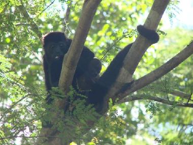 Pension in Linderos (Guanacaste) oder Ferienwohnung oder Ferienhaus