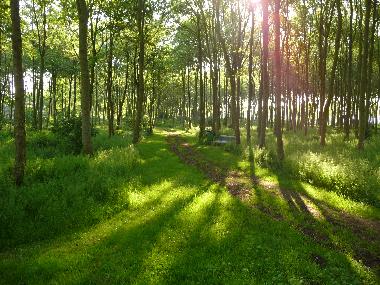 kleiner Wald im Park