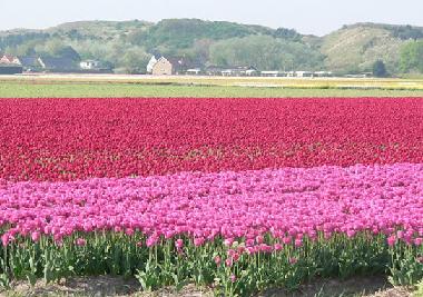 Tulpenfeld in Dirkshorn im Mai