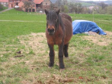 Pony Cookie bietet kostenl. Ponyreiten f. Kinder
