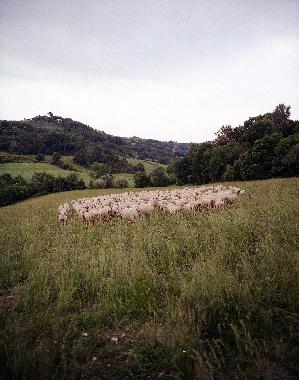 Ferienwohnung in San Pancrazio (Firenze) oder Ferienwohnung oder Ferienhaus