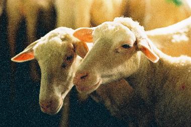 Ferienwohnung in San Pancrazio (Firenze) oder Ferienwohnung oder Ferienhaus