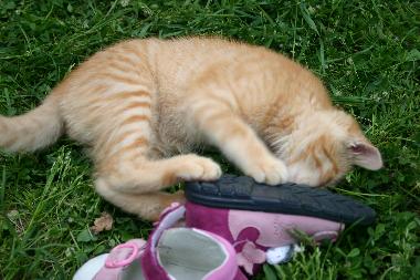 Ferienwohnung in San Pancrazio (Firenze) oder Ferienwohnung oder Ferienhaus