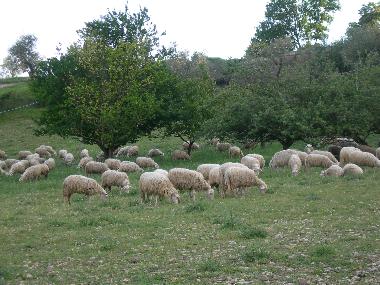 Ferienwohnung in San Pancrazio (Firenze) oder Ferienwohnung oder Ferienhaus