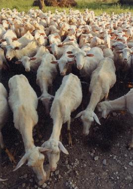 Ferienhaus in San Pancrazio (Firenze) oder Ferienwohnung oder Ferienhaus