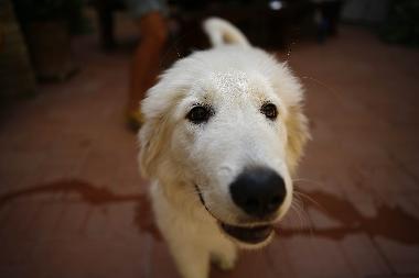 Ferienwohnung in San Pancrazio (Firenze) oder Ferienwohnung oder Ferienhaus