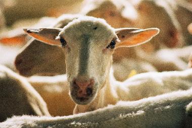 Ferienwohnung in San Pancrazio (Firenze) oder Ferienwohnung oder Ferienhaus