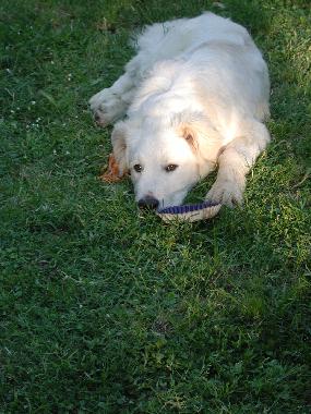 Ferienhaus in San Pancrazio (Firenze) oder Ferienwohnung oder Ferienhaus