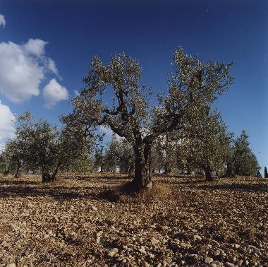 Ferienwohnung in San Pancrazio  (Firenze) oder Ferienwohnung oder Ferienhaus
