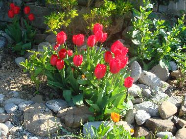 Ferienwohnung in dolceacqua (Imperia) oder Ferienwohnung oder Ferienhaus