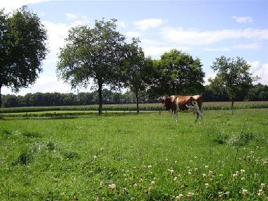 Ferienhaus in Winterswijk-Woold (Gelderland) oder Ferienwohnung oder Ferienhaus