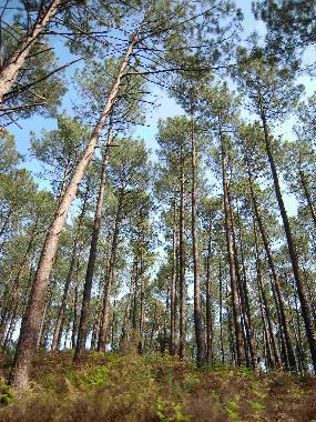 Ferienhaus in Saint Barth�lemy (Landes) oder Ferienwohnung oder Ferienhaus