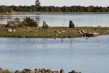 Es gibt viele Wasservgel