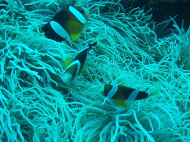 Ferienhaus in Tulamben (Bali) oder Ferienwohnung oder Ferienhaus