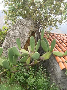 Ferienhaus in HERMIGUA (La Gomera) oder Ferienwohnung oder Ferienhaus