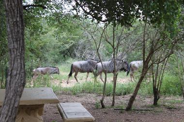 Gnuherde zieht am Haus vorbei