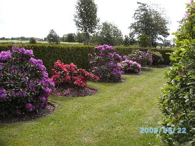 Garten (Teil) im Mai - Rhododendronblte -