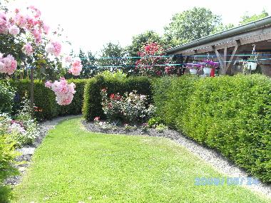 Garten (Teil) im Sommer