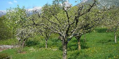 Ferienwohnung in Bovec (Bovec) oder Ferienwohnung oder Ferienhaus