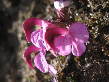 Chalet in Fiesch (Aletsch) oder Ferienwohnung oder Ferienhaus