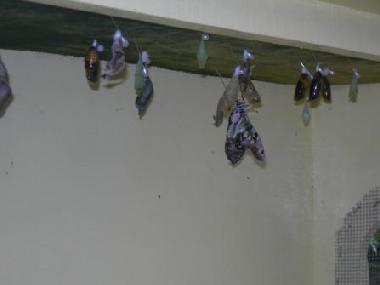 Ferienwohnung in Oranjestad (Aruba) oder Ferienwohnung oder Ferienhaus