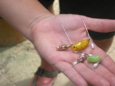 Ferienwohnung in Oranjestad (Aruba) oder Ferienwohnung oder Ferienhaus