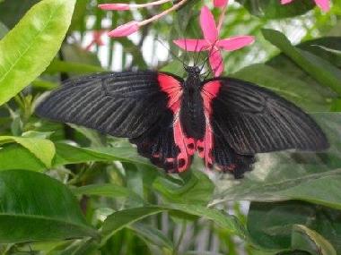 Ferienwohnung in Oranjestad (Aruba) oder Ferienwohnung oder Ferienhaus