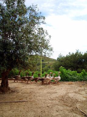 Ferienhaus in Syros (Kyklades) oder Ferienwohnung oder Ferienhaus