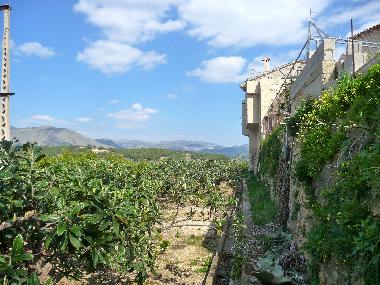 Vordere Seite direkt an den Orangenbumen