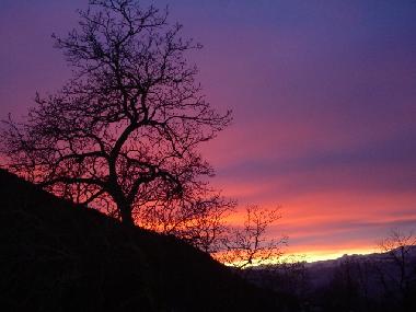 Der 200 Jahre alte Nussbaum